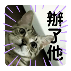 安森的美訟日常