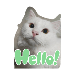 kankanit_20251211211649