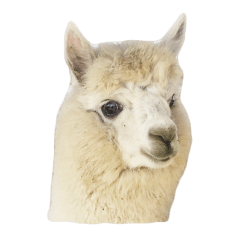 Real alpaca sticker