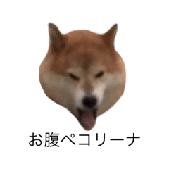 Shiba MOMO san