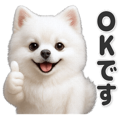 【敬語】使いやすい！ポメラニアン 白