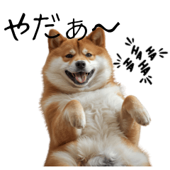 Fun conversation between Shiba Inu dogs