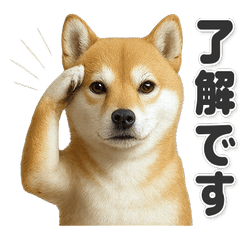 【敬語】使いやすい！豆柴
