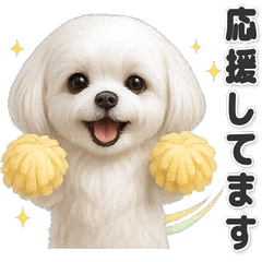 【敬語】使いやすい！マルチーズ