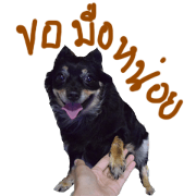 mhanoijunior