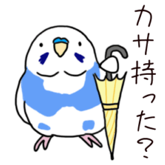 My lovely budgies,pino and mu 2