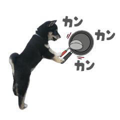 Pachie_20251212165103