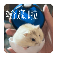 我是薯餅第二彈