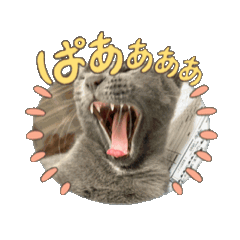 kinugosidouhu_20251213093525