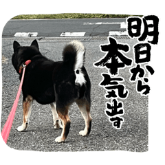 Yamaimo_20251212170158