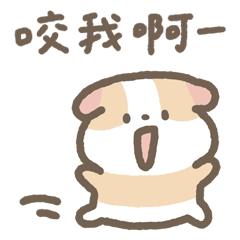 天竺鼠布丁做自己