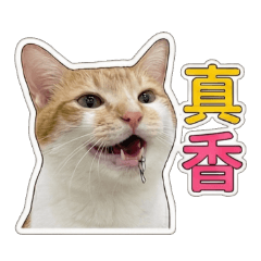 虎丸是一隻貓咪