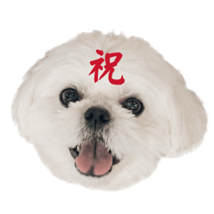 seira_20251212232723