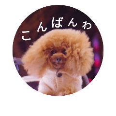 Teacuppoodle_celica_Dailyconversation2
