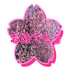 Sakura photo Sticker