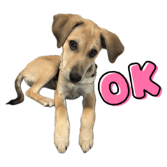 哈密瓜日常-家常話