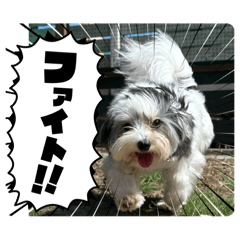 Ichihana_20251211203851