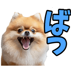 熊本弁☆ポメラニアン
