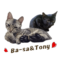 bboylilshan's cats