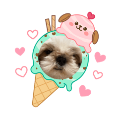 sakura_20251213205316