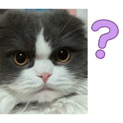 sakura_20251213193738