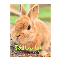 ORANGE_20251213175843