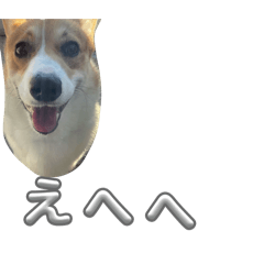 Corgi no nichijyo_20251213223254