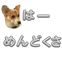 Corgi no nichijyo_20251214012312