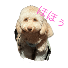 チョコの日常っす。。。