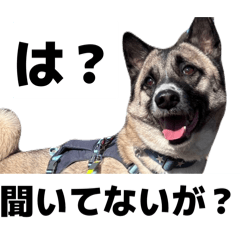 miochan_20251214004155