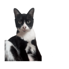 gomanushi_20251214110319