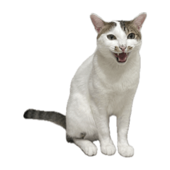 我叫多多是隻貓