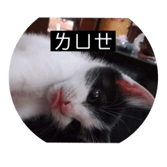 可愛的鵝子女鵝們