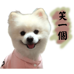 治癒小狗的日常2