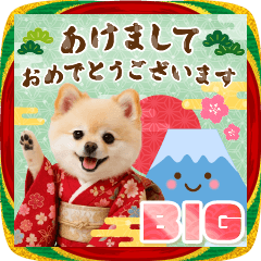 【BIG】癒しポメラニアンの毎年使える年賀