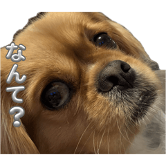 marufarunoko_20251214103617