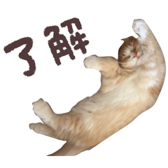 yankana_20251214095644