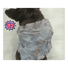 〔貓〕與〔狗〕的日常