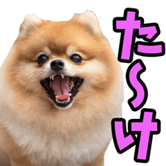 名古屋弁☆ポメラニアン
