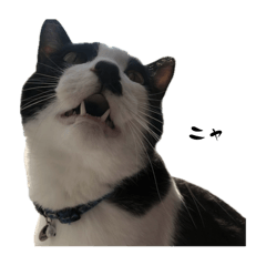 belle_20251214132822