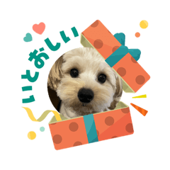 cha cha_20251214142644