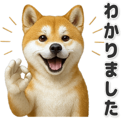 【敬語】使いやすい！秋田犬