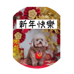 任性小狗豆豆的一天