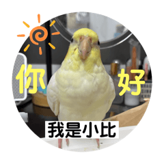 鳥鳥小比