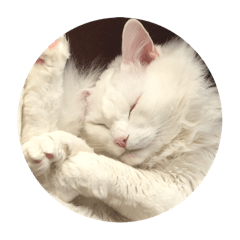 Vanizoh_20251213015337