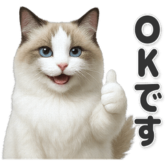 【敬語】使いやすい！ラグドール