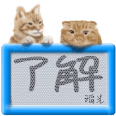 「稲光」リアルふわ猫でか文字日常