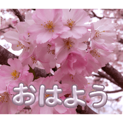 yoshieppi_20251214153243