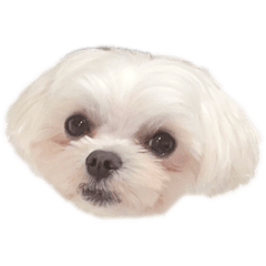 mochico_20251211180946