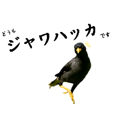 ジャワさんスタンプ✨